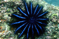 crown of thorns